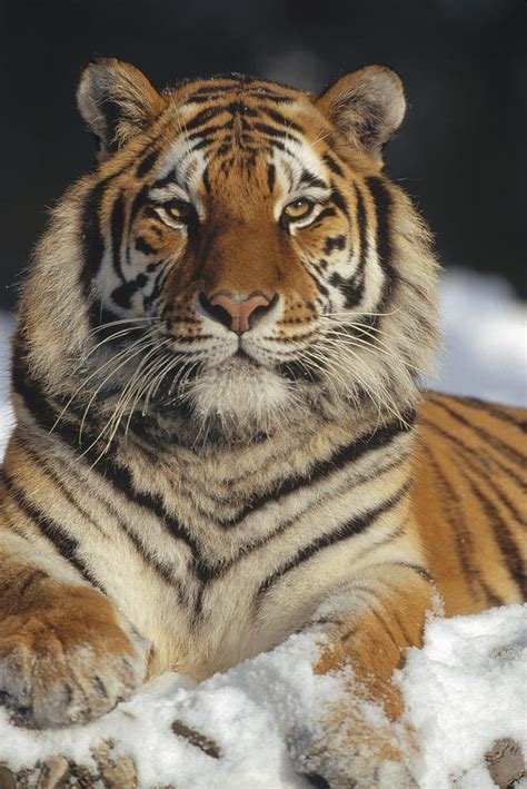 Siberian Tiger Portrait In Snow China Photograph By Konrad Wothe Pixels