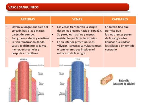Cuadros Comparativos Diferencias Entre Venas Y Arterias Y Capilares