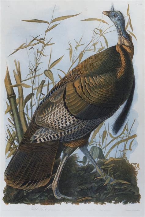 audubon chromolithograph wild turkey male arader galleries