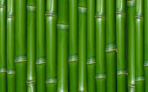 Bamboo Full Hd Wallpaper And Background 1920x1200 Id174934