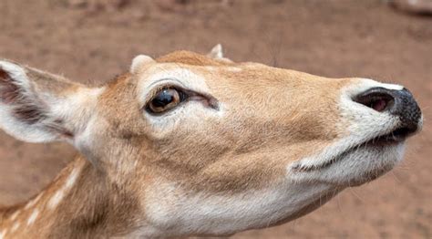 Close Up Of A Deer S Face At A Funny Angle Stock Image Image Of
