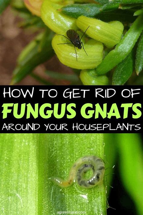 Remember, fungus gnats live and breed in moist soil, and overwatering is the number one cause of houseplant gnats. How to Get Rid Of Fungus Gnats Around Your Houseplants ...