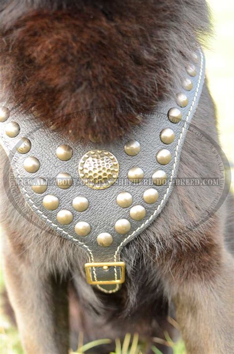 Exclusive Design Studded Leather Harness For German Shepherd H111070