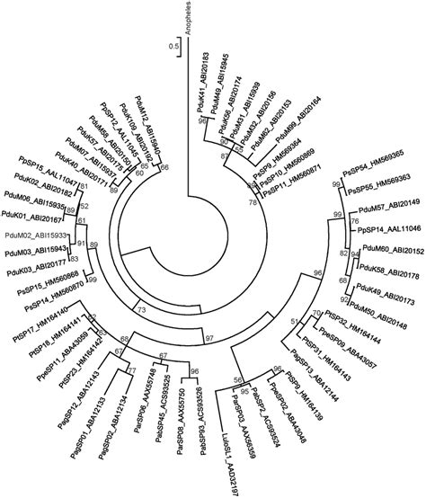 Phylogenetic Analysis Of The Ppsp Like Family Of Sand Fly Salivary Download Scientific
