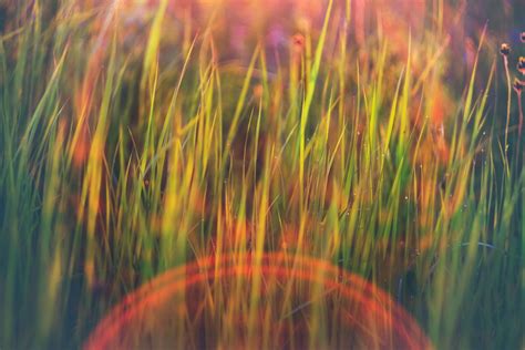 4598724 Photography Grass Plants Depth Of Field Closeup
