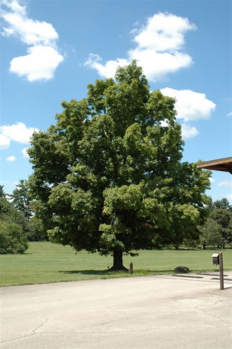Acer saccharum, or northern sugar maple, is a deciduous tree that is native to eastern and central 'bonfire' 50 feet tall, faster growing, better heat tolerance. Bonfire Sugar Maple (Acer saccharum 'Bonfire') in Columbus ...