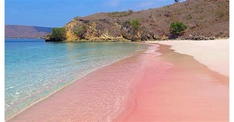Paket Tour Pantai Pink Dengan Snorkeling Lombok Society