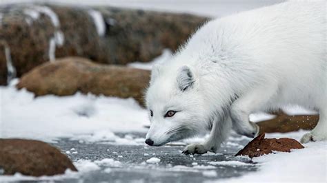 White Fox Wallpapers Top Free White Fox Backgrounds Wallpaperaccess
