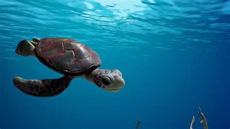 A Sea Turtle Story Resource Imageshare