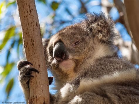 Photos Of Australian Animals Part 2 Fabians Outdoor Blog