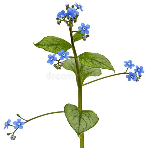 Blue Flower Of Brunnera Forget Me Not Myosotis Isolated On A White