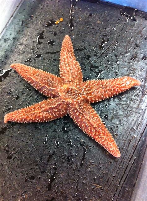 Raajs Awesome Biology Blog Omg Starfish Dissection