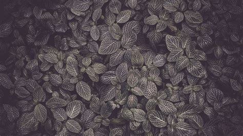 Download Wallpaper 1920x1080 Leaves Veins Plant Texture