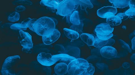 And the point of that, in turn, was to test how the jellyfish would respond when they were back on. Download wallpaper 1920x1080 jellyfish, blue, transparent ...