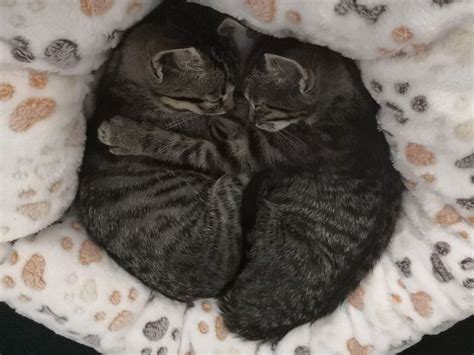 adorable kitties cuddling with each other kitties cuddletime bestfriends catfriends kitten