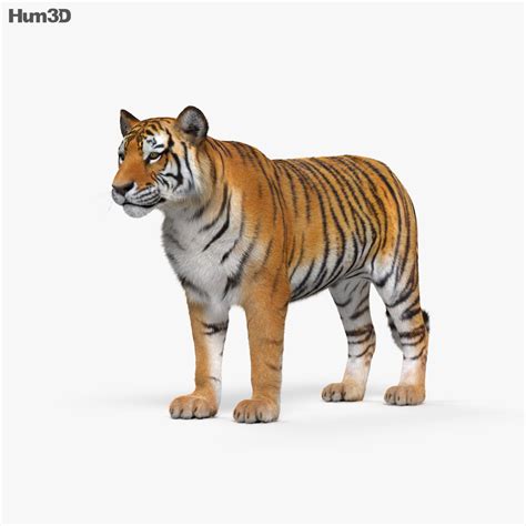 Tiger 3d View Animation Ar Tiger 3d Model Rigged Anim