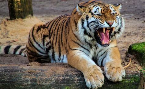 Le deseamos una agradable transmisión en vivo: Activista de la vida silvestre es atacada por dos tigres ...
