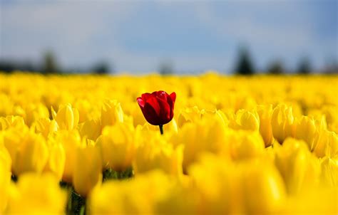 Tulips Flowers Field Yellow Red Single Nature Spring