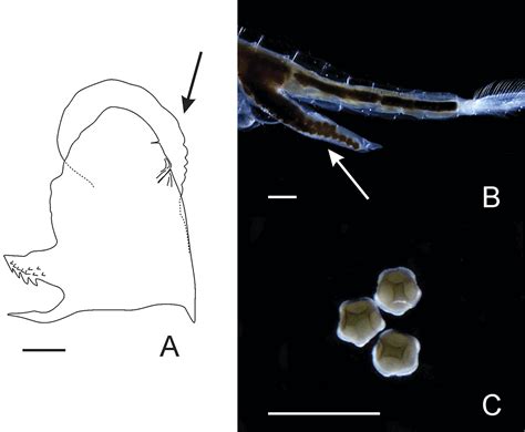 Scielo Brasil Morphological Review Of The Freshwater Fairy Shrimp
