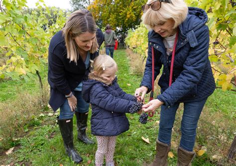 Family Friendly Vineyard Tour Tasting Saffron Grange Vineyard