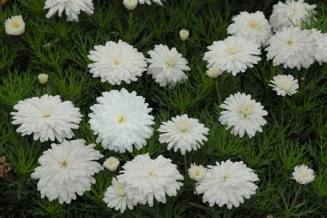 Federation Daisy Purity Cm Pot In Flowers Perennials
