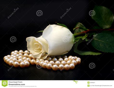 White Rose And Pearls Stock Image Image Of Flora Rose 2030227