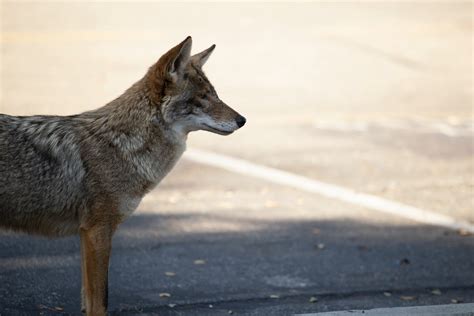 How To Coexist With Urban Wildlife In Frisco