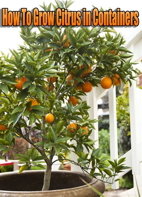 How To Grow Citrus In Containers Any Type Of Citrus Tree Can Grow In A