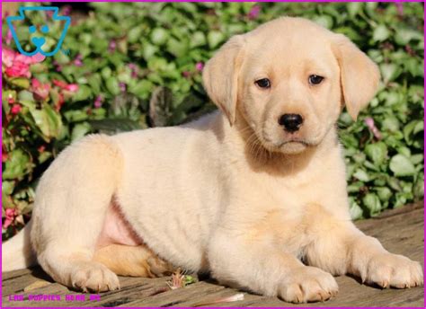 These energetic labradoodle puppies are a cross between the standard poodle & the labrador retriever. 10 Things That Happen When You Are In Lab Puppies Near Me ...