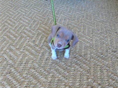 Pictures of parents are posted on this page! Beagle Lab Mix Puppies Craigslist | Beagle Puppy