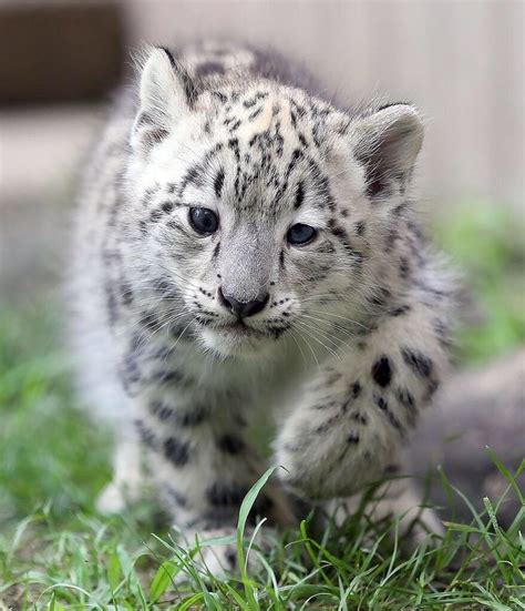 Pin By Daninsea On Animals Snow Leopard Cute Baby Animals Animals