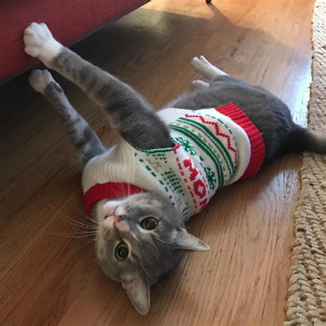 11 Animals That Are So In The Holiday Spirit We Cant