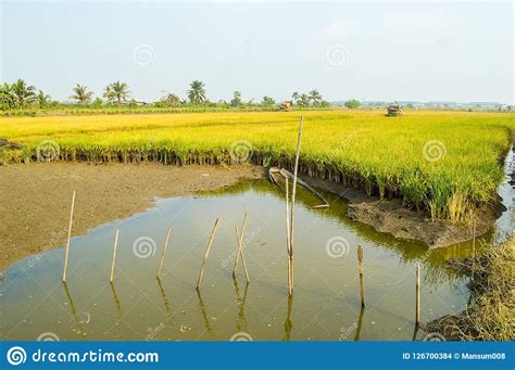Rice Tree In Green Field Stock Photo Image Of Leaf 126700384