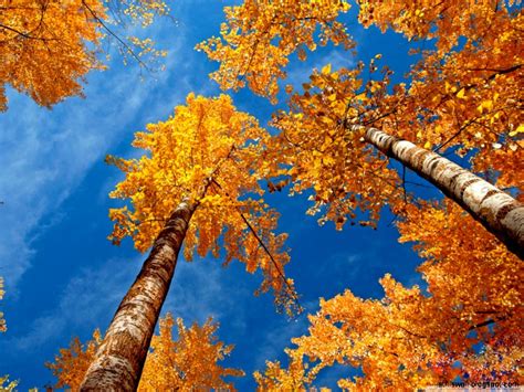 Fall Trees Wallpaper This Wallpapers