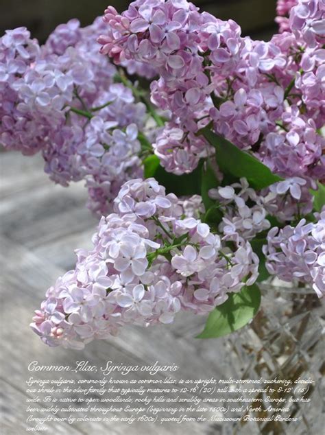 Lilacs Planting Care And Pruning Plants Lilac Prune