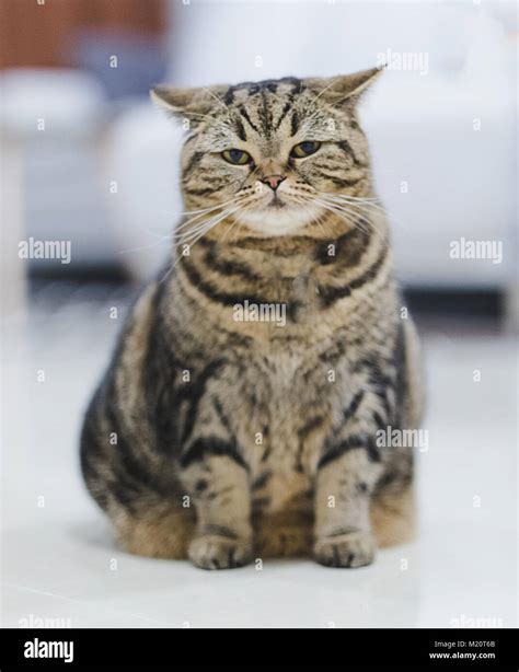 Funny Fat Cat Sitting Brown Cat Playing Relaxed Stock Photo Alamy