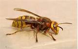 Queen Wasp Identification