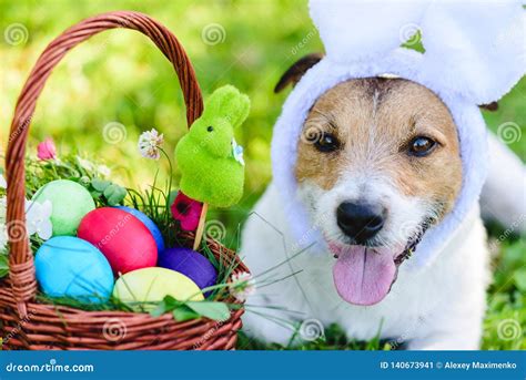 Close Up Portrait Of Funny Dog With Bunny Ears Wishing Happy Easter