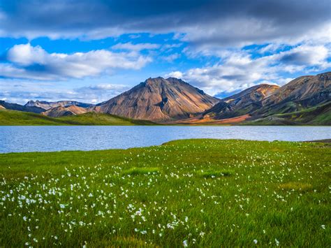 Blue Glacial Lakes Wildflowers Icelandic Highlands Landmannalaugar