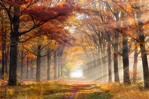 Autumn Forest Stock Photo Download Image Now Istock