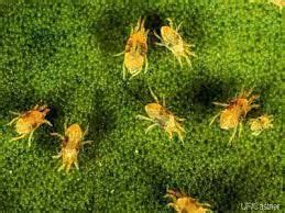 Pest control can be something you start practicing with at the very start with your hydroponic system. Image result for Two-Spotted Spider Mites in mum potted ...