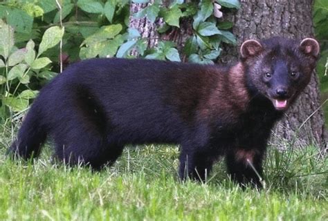 A subreddit dedicated to the android game the fishercat. Fishers: Don't Give A Damn About Their Bad Reputation ...