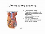 Uterine Arteries Anatomy