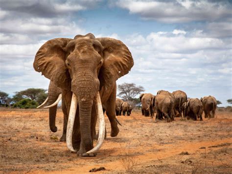 Gallery 10 Incredible Elephant Photos From International Wildlife