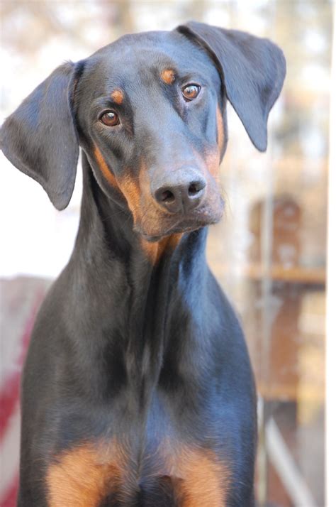 Doberman Pinscher Puppies For Sale With Ears Cropped Review At Puppies