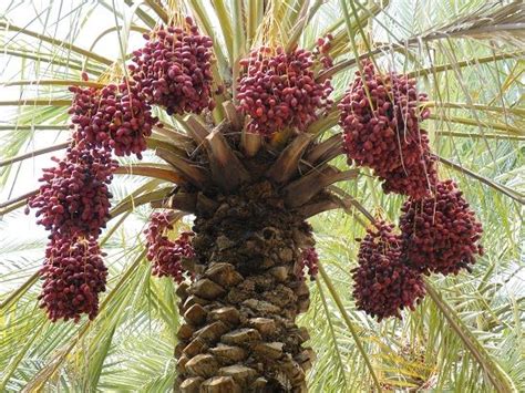 The hybrid species is called x butiarecastrum. A date palm laden with ripening fruit is an attractive and ...