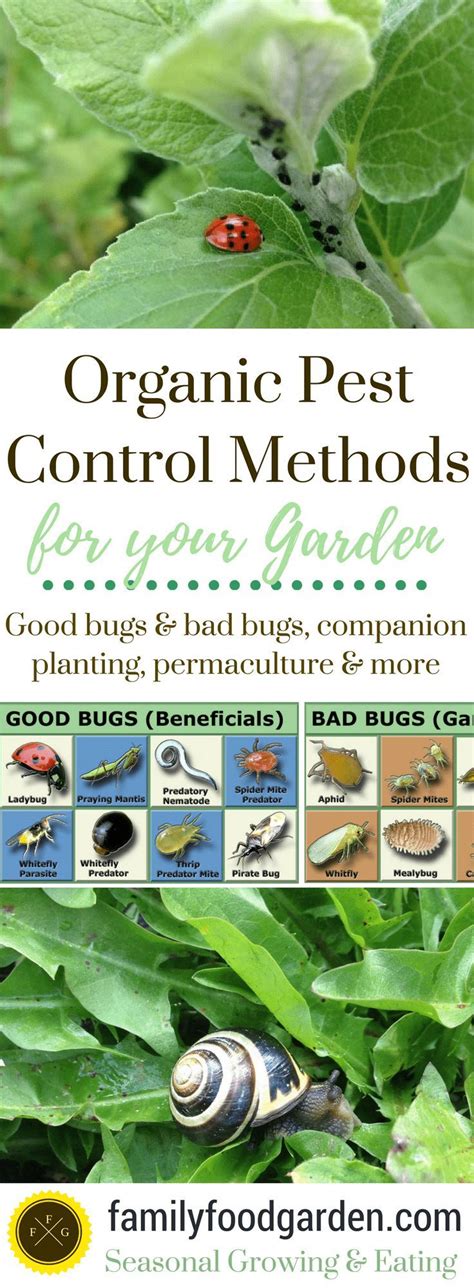 For plants that don't require insect pollination, they can be used for the entire lifespan of the crop. Organic Pest Control in your Garden | Organic gardening ...