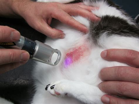 Laser Therapy Treatment Of Eosinophilic Plaque In Cats Felis