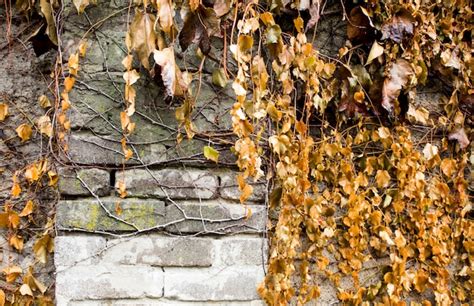 Premium Photo Climbing Plants On A Stone Fence Wild Grape On Brick