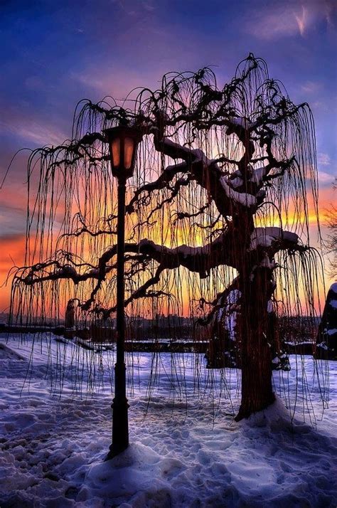 Picturesque Photography See More Amazing Snapz Nature Nature Tree